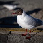 欧美vibeos欧美同志 2xop15hb