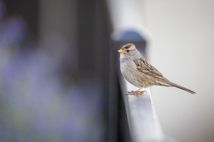 三级片在线播放网站