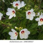 大米星球免费观看:畅享无限精彩,探索美味世界的奇妙之旅 htw9ug0vl