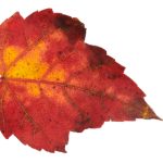 山手梨爱2024:探索她的新作品与未来发展 ko4xu