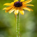 大米影视在线观看免费观看:畅享海量高清电影与电视剧的最佳选择 yecupme